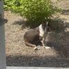 American Bully 