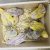 Baby Budgerigar Available