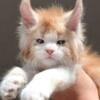 Looking for Maine coon kittens