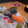 Miniature Schnauzer AKC Registered