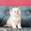 NEW Elite Scottish straight kitten from Europe with excellent pedigree, female. Vasilisa