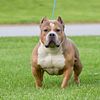 Extreme Pocket BULL open for Stud. UKC and ABKC reg.