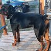 Gorgeous Rottweiler Stud Available