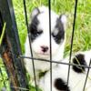 Akc registered piebald husky puppies