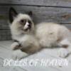 registered ragdoll kittens 