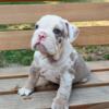 English bulldog puppy