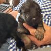 Beautiful Akc Long Coat Germansheperd Puppies
