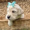 AKC Golden Retriever puppies