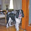 3 year-old AKC European Bred English Springer Spaniel For Stud