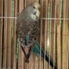 2024 yellow face skyblue english budgie