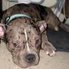 needs a home
