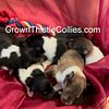 Collies pupies, Michigan, Crown Thistle Collies at Quaker Farm