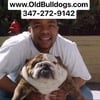 ENGLISH BULLDOG PUPPIES AND HYBRID BLUE, MERLE, BULLDOGS  FOR SALE