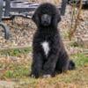 Standard Poodle puppies