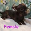 Chihuahua puppies ready for forever homes!