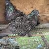 Black frillback pigeon 