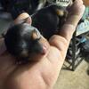 Ckc Yorkie pups