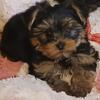 Akc Yorkshire Terrier Puppies 