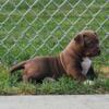 XL American Bully puppies