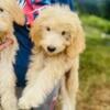 Goldendoodle puppies