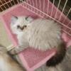 SPECIAL NEEDS Female Himalayan kitten