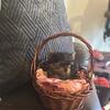 Beautiful Yorkshire Terrier Puppies 