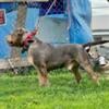 American bully puppies