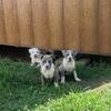 Bully Puppies for sale 