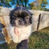 Male & Female Pekingese 