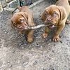 2 AKC Female Dogue de Bordeaux's 12 Weeks Old