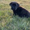 AKC and ICCF Cane Corso puppies born 7/8/24