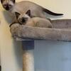 Siamese Kittens