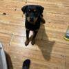 Female Rottweiler pup , 6 months old AKC