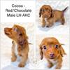 AKC mini dachshund long hair