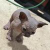 (All sold) Grey sphynx kittens