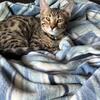 Two Bengal brothers left
