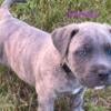 Cane Corso & American Bully pups