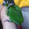 Baby green cheek conures