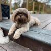 CKC ShihTzu Male Stud