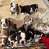 OLDE ENGLISH BULLDOGGE(S) - BOTH PARENTS PURE BRED & IOEBA REGISTERED