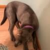 Silver lab looking for a family