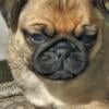 Adorable Pug Male Ready To Meet You