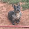 Akc Merle Frenchy Stud for sale