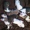 Blue nose pitbull puppies