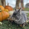 Netherland Dwarf Bunny