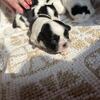 Shih Tzu female puppies 