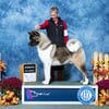 Champion Male Akita