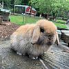 Holland Lop Bunnies and Rabbits, WE CAN SHIP