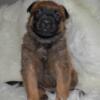 Akc Belgian Malinois puppies