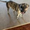 3yo brindle  presa female